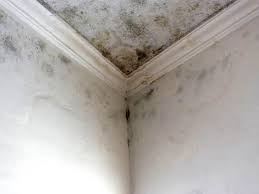 Why You Should Choose Our Mold Remediation Services in Brecksville, OH